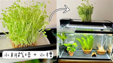 水生 植物 養魚|魚の水槽と水耕栽培が合体 無農薬野菜が育つ「アク。